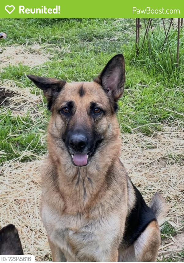 Reunited Female Dog last seen Ribier way & Aramon, Rancho Cordova, CA 95670