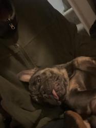Lost Male Dog last seen Cemetery , Philadelphia, PA 19142