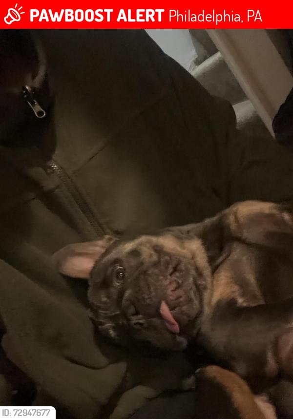 Lost Male Dog last seen Cemetery , Philadelphia, PA 19142