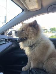 Found/Stray Male Dog last seen Arrow Highway and Glendora , Covina, CA 91723