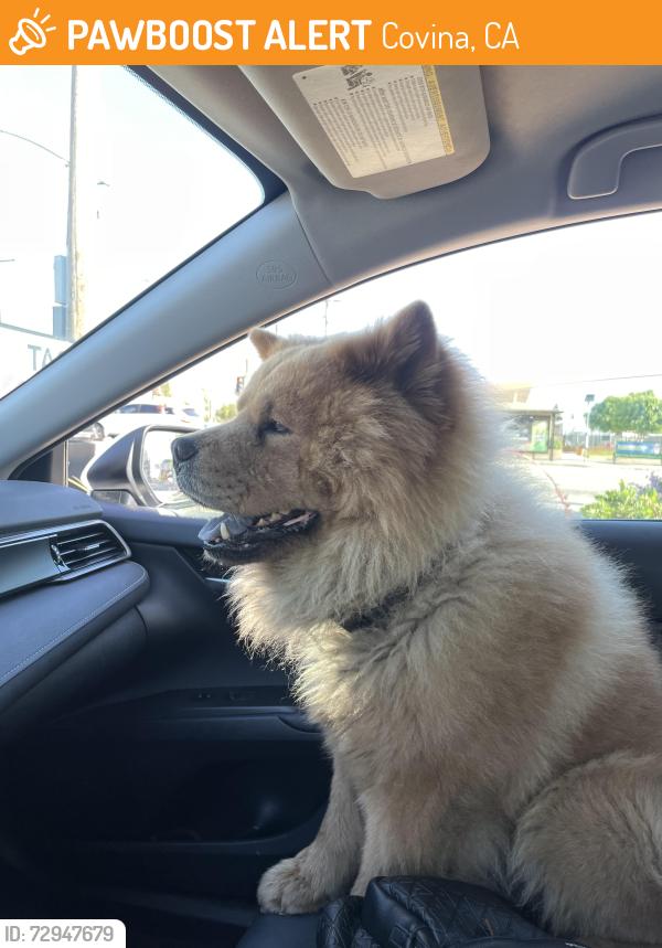 Found/Stray Male Dog last seen Arrow Highway and Glendora , Covina, CA 91723