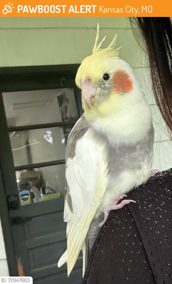 Lost Unknown Bird last seen Red Bridge, Kansas City, MO 64131