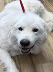 Reunited Male Dog last seen Belt Line Rd, Richardson, TX, USA, Richardson, TX 75240