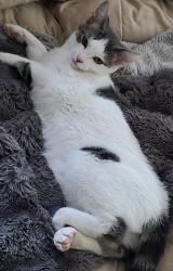 Reunited Female Cat last seen Claudia & Holbrook Dr, Concord, CA 94519