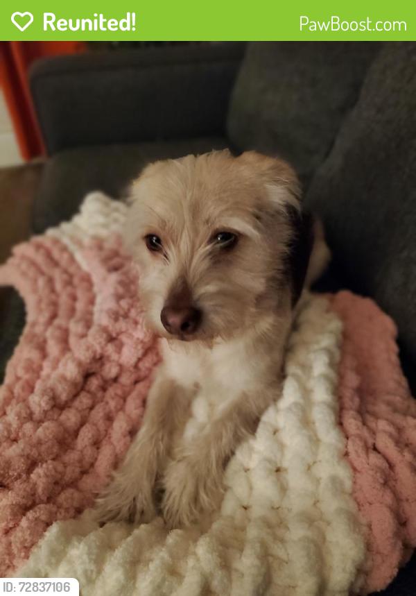 Reunited Male Dog last seen Holloway and Chester , Durham, NC 27704