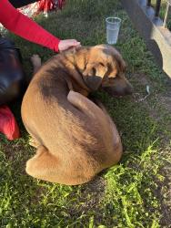 Reunited Male Dog last seen Near McCart Ave Fort Worth Tx 76133, Fort Worth, TX 76133