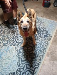 Reunited Female Dog last seen Cooksville Rd, Vale, NC, Catawba County, NC 28168