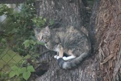 Found/Stray Unknown Cat last seen Randall St and Haven Ln, Chattanooga, TN 37343