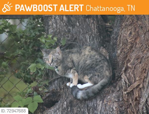 Found/Stray Unknown Cat last seen Randall St and Haven Ln, Chattanooga, TN 37343