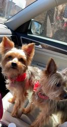Reunited Female Dog last seen East 6th st and Forest Street, Saint Paul, MN 55106