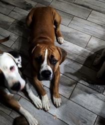 Reunited Male Dog last seen cross creek road, Harrison County, TX 75602