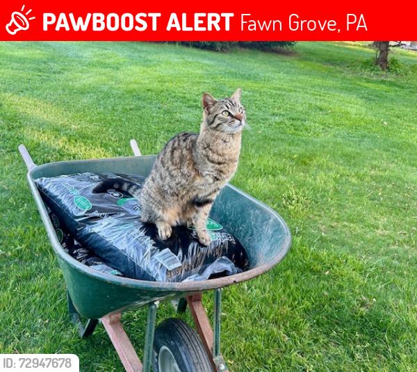 Lost Male Cat last seen Salt Lake Circle and Salt Lake Road, Fawn Grove, PA 17321