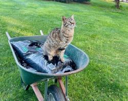 Lost Male Cat last seen Salt Lake Circle and Salt Lake Road, Fawn Grove, PA 17321