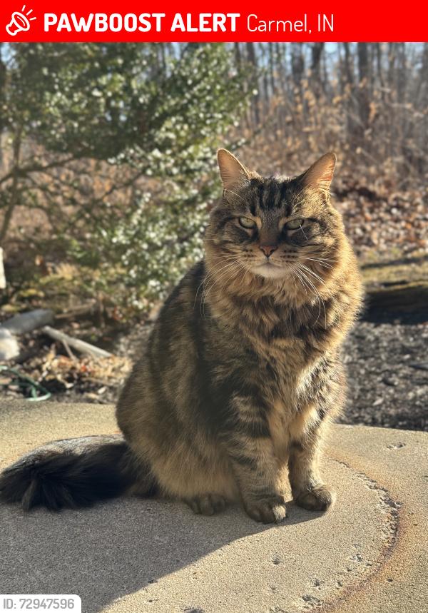 Lost Male Cat last seen Near & River Road just south of River Road Park , Carmel, IN 46033