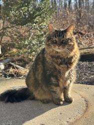 Lost Male Cat last seen Near & River Road just south of River Road Park , Carmel, IN 46033