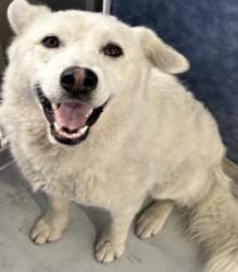 Reunited Female Dog last seen Buckingham, Richardson, TX 75081, USA, Richardson, TX 75081