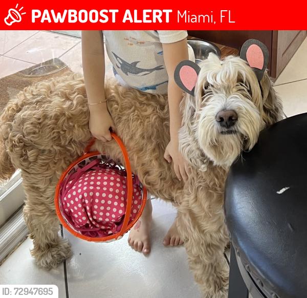 Lost Female Dog last seen Tropical park, Miami, FL 33155