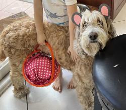 Lost Female Dog last seen Tropical park, Miami, FL 33155