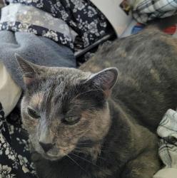 Lost Female Cat last seen Pembroke & Cheltenham , Reno, NV 89502