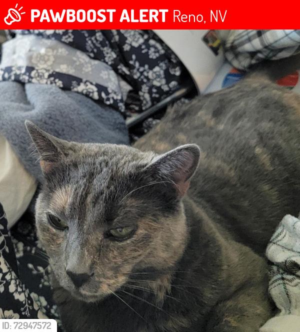 Lost Female Cat last seen Pembroke & Cheltenham , Reno, NV 89502