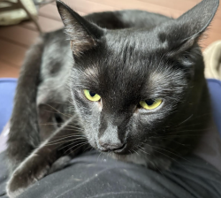 Reunited Male Cat last seen Fairfield Neighborhood, Near Lakehurst's lake, Durham, NC 27713