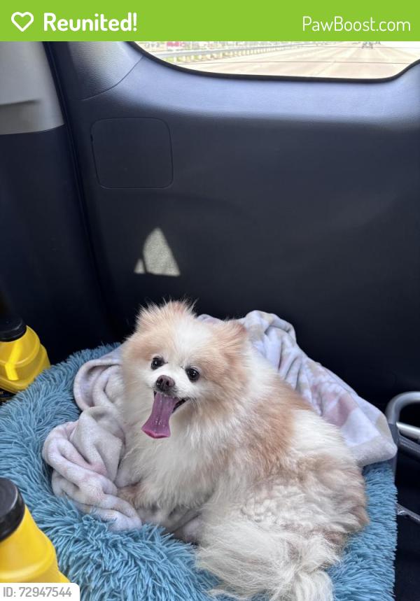 Reunited Female Dog last seen Front Ave, St Paul, MN, USA, Saint Paul, MN 55103