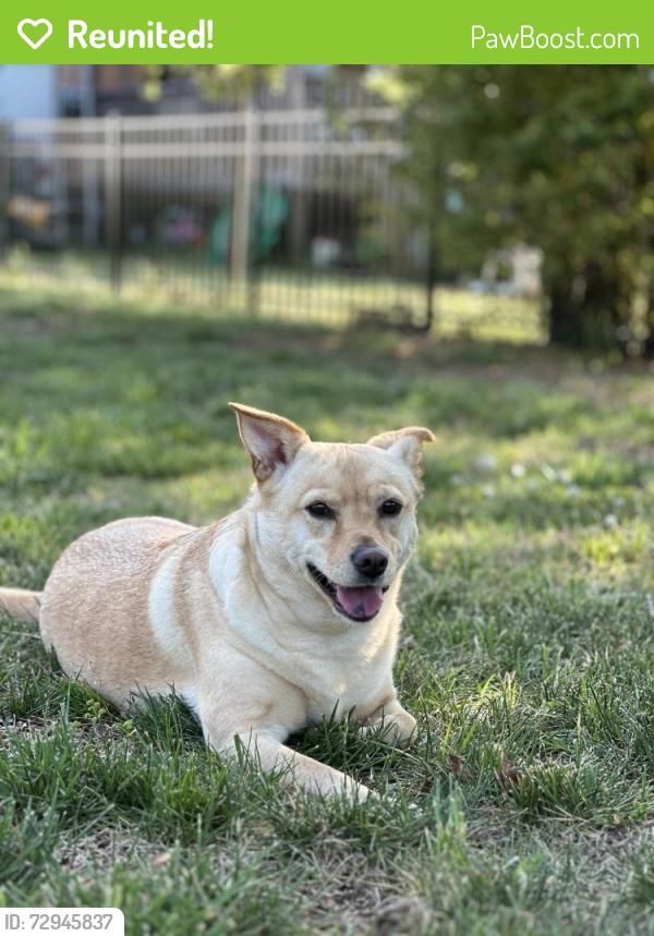 Reunited Female Dog last seen Oriental St and Piney Grove Road, Angier, NC 27501