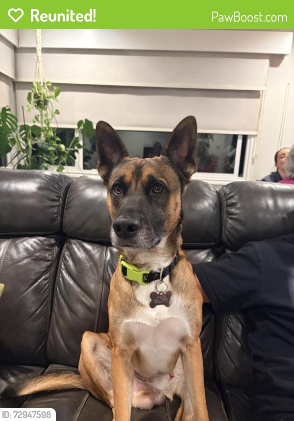Reunited Male Dog last seen Klauber Ave, San Diego, CA 92114, USA, San Diego, CA 92114