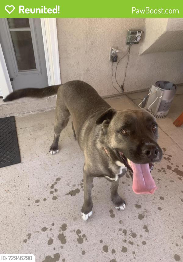 Reunited Male Dog last seen Wabash Ave , Redlands, CA 92374
