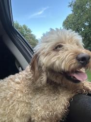 Reunited Male Dog last seen Nichols rd, Forsyth County, GA 30024