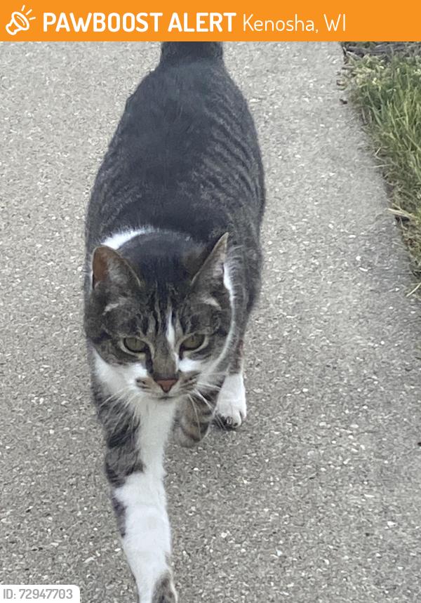 Found/Stray Unknown Cat last seen Sighting only 14th Street and 13th Place Kenosha. , Kenosha, WI 53140