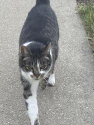 Found/Stray Unknown Cat last seen Sighting only 14th Street and 13th Place Kenosha. , Kenosha, WI 53140