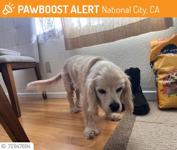 Found/Stray Male Dog last seen 4th St., National City, Ca 91950, National City, CA 91950