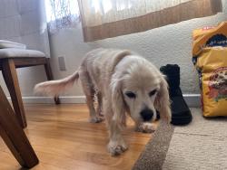 Found/Stray Male Dog last seen 4th St., National City, Ca 91950, National City, CA 91950