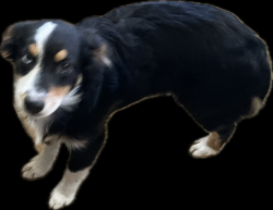 Lost Male Dog last seen Fire station, Warren Township, MO 65020