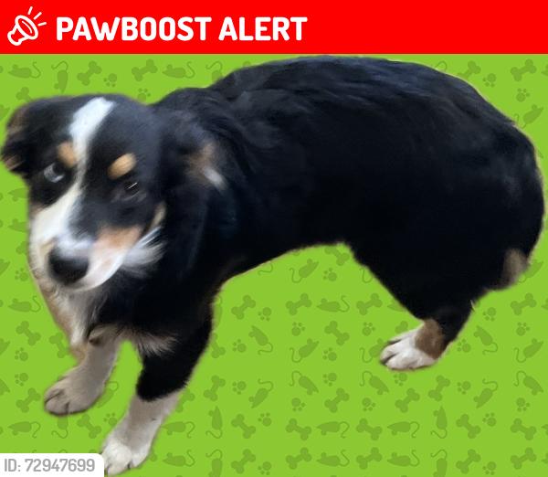 Lost Male Dog last seen Fire station, Warren Township, MO 65020