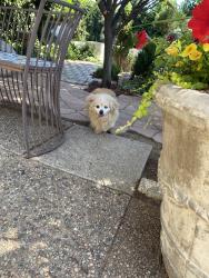 Reunited Male Dog last seen Marron Circle NE & Mountain Rd NE, Albuquerque, NM 87112