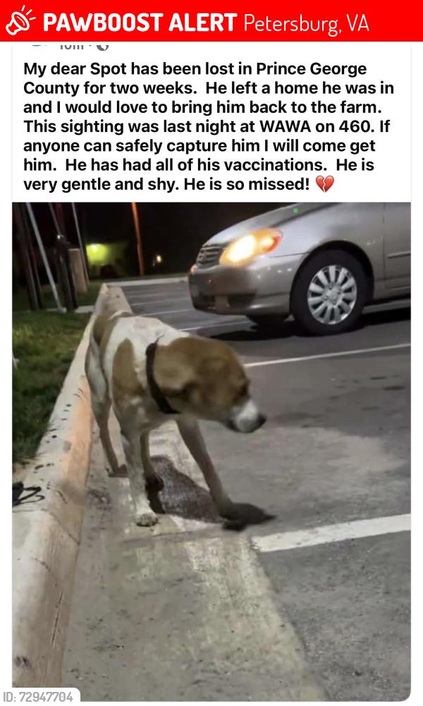 Lost Male Dog last seen Wawa, Petersburg, VA 23805