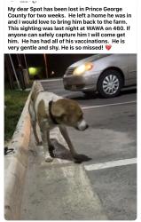 Lost Male Dog last seen Wawa, Petersburg, VA 23805