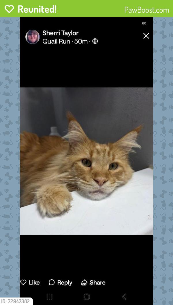 Reunited Male Cat last seen Bentley Drive , Newport News, VA 23602