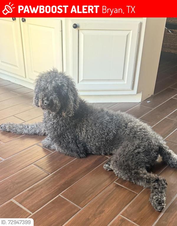 Lost Male Dog last seen Natalie and Boyett, Bryan, TX 77808