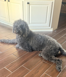 Lost Male Dog last seen Natalie and Boyett, Bryan, TX 77808