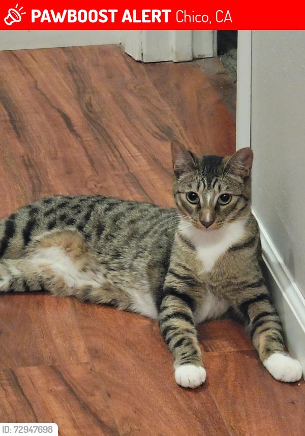 Lost Male Cat last seen Monticello , Chico, CA 95973