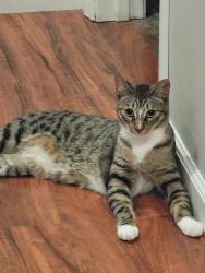Lost Male Cat last seen Monticello , Chico, CA 95973