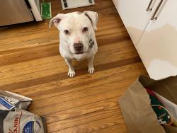 Reunited Female Dog last seen Nash St. also Gold St., Wilson, NC 27893