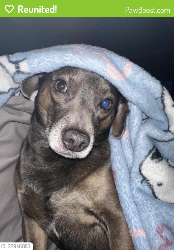 Reunited Male Dog last seen Near Dentcrest Dr, Midland, TX 79707, USA, Midland, TX 79707