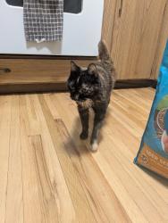Found/Stray Unknown Cat last seen On 16th avenue Northwest Rochester , Rochester, MN 55901