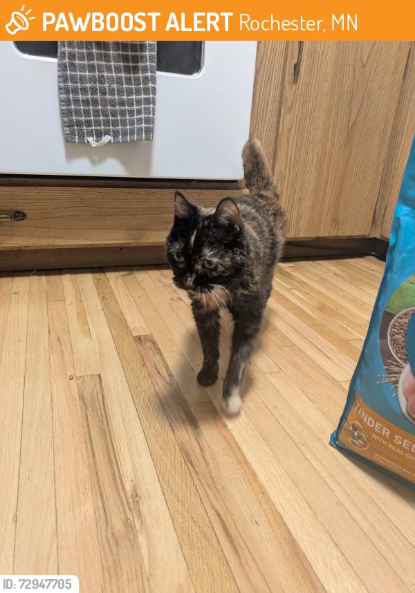 Found/Stray Unknown Cat last seen On 16th avenue Northwest Rochester , Rochester, MN 55901