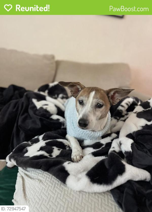 Reunited Female Dog last seen Bailey JR high , Arlington, TX 76013
