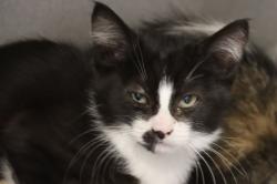 Shelter Stray Female Cat last seen , Tucson, AZ 85745